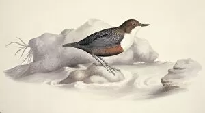 Macgillivray Collection: Cinclus cinclus, white-throated dipper