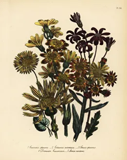Aurantiaca Gallery: Cineraria, Senecio and Arnica species