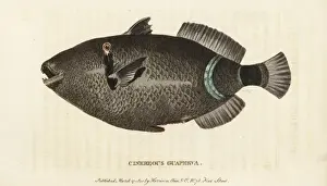 Cinereous guaperva, Chaetodon species