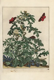 Pupa Collection: Cinnabar moth, Tyria jacobaeae, on ragwort