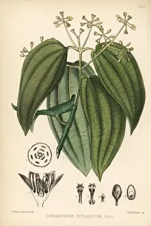 Cinnamon Prints: Cinnamon, Cinnamomum verum