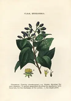 Cinnamon, Cinnamomum verum