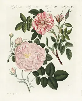 Handcoloredcopperplate Prints: Cinnamon rose, Rosa majalis, and sweet briar