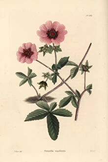 Cinquefoil, Potentilla nepalensis