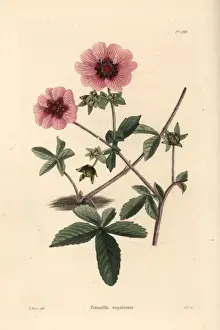 Cooke Prints: Cinquefoil, Potentilla nepalensis