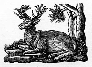 Repose Prints: Deer