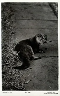 Otter Prints: Otter