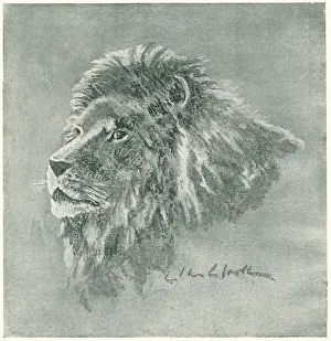Ellis Prints: Lion