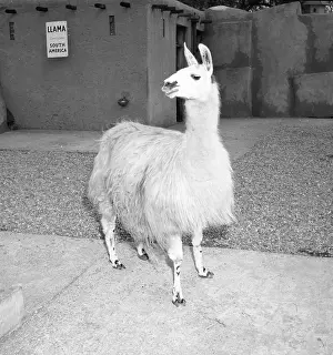 Lama Prints: Llama