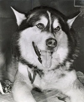Husky Prints: Husky