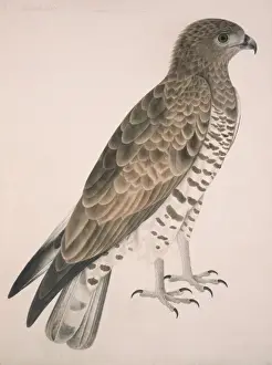 Ashton Prints: Circaetus gallicus, short-toed eagle