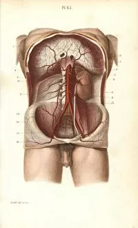 Abdomen Gallery: Circulatory system to the abdomen