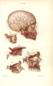 Masse Prints: Circulatory system to the brain