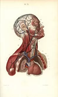 Torso Gallery: Circulatory system to the head and torso