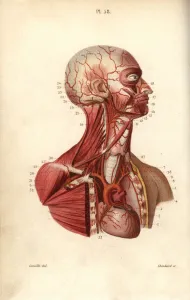 Masse Prints: Circulatory system from heart to head