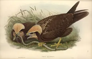 Circus aeruginosus, western marsh harrier