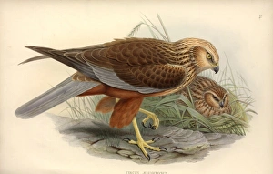 Accipitridae Gallery: Circus aeruginosus, western marsh harrier