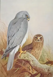 Circus cyaneus, hen harrier