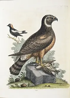 Accipitriformes Prints: Circus cyaneus, marsh hawk or northern harrier