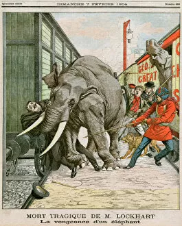 Transporting Collection: Circus Elephant Accident