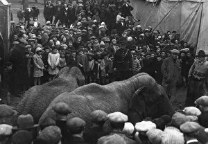 Circus Elephants