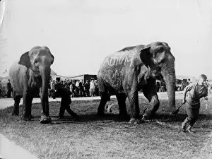 Circus Elephants