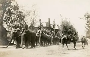 Circus elephants on parrade down a street in Washington D. C