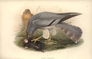 Accipitridae Gallery: Circus macrorus, pallid harrier