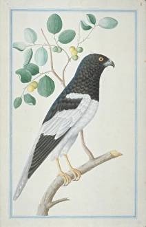 Accipitridae Gallery: Circus melanoleucos, pied harrier