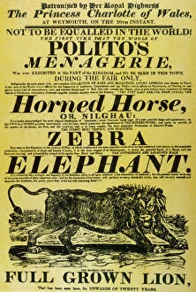 Menagerie Collection: Circus Poster / Polito s