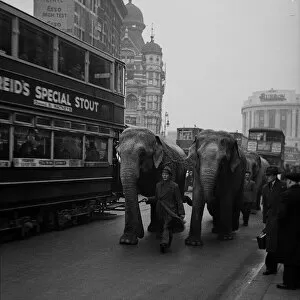 Circus in town, elephants in Central London