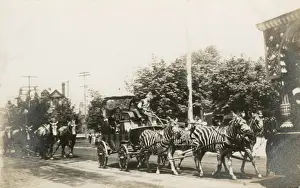 Circus zebras pulling a wagon in a street in America
