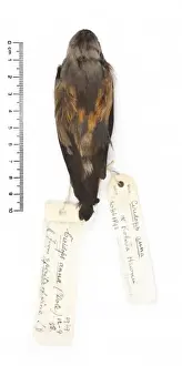 Thraupidae Prints: Ciridops anna, Ula-ai-hawane