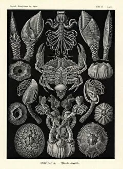 Buoy Collection: Cirripedia or barnacles
