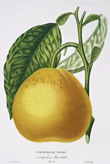 Eudicot Collection: Cirtus paradisi, grapefruit