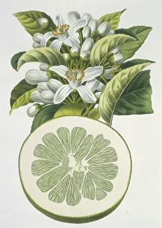 Antoine Risso Collection: Cirtus paradisi, grapefruit