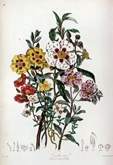 Classification Prints: Cistaceae - Rock Rose