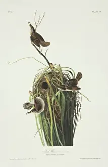 Nest Prints: Cistothorus palustris, marsh wren