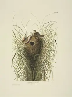 Cistothorus platensis, sedge wren