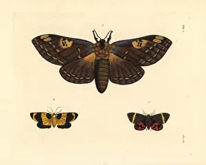 Arctia Gallery: Citheronia laocoon, Eudesmia menea, and Curoba