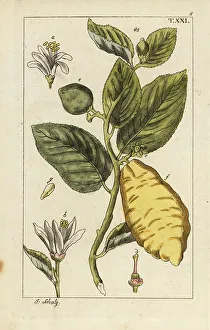 Citron showing fruit, leaves and flowers, Citrus medica