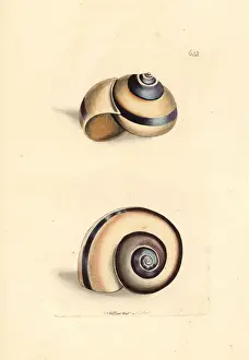 Snail Prints: Citron snail, Helix citrina