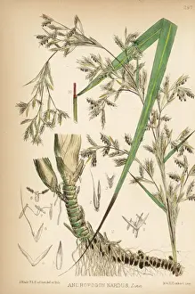 Citronella grass, Cymbopogon nardus