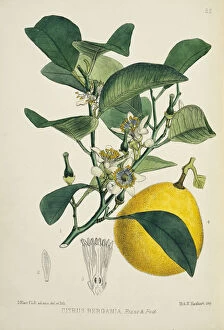 Sapindales Collection: Citrus bergamia, bergamia orange