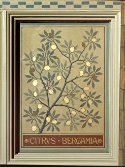 Aurantiaceae Collection: Citrus bergamia, bergamot orange