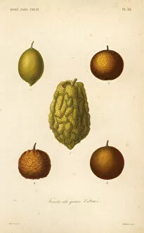 Lemon Collection: Citrus fruits, fruits du genre citrus