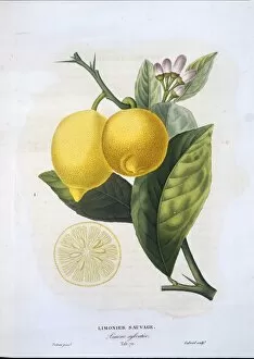 Aurantiaceae Collection: Citrus limon, lemon