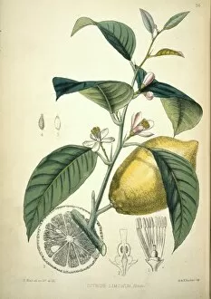Aurantiaceae Collection: Citrus limonum, lemon