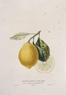 Citrus limonum, lemon