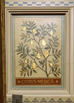 Rutaceae Collection: Citrus medica, citron